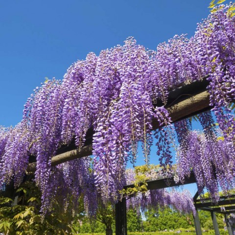 Mor Salkım Fidanı Wisteria Sinensis 80-100 cm 2 Adet