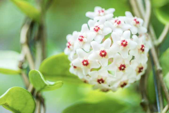 Mum Çiçeği  - Hoya Carnosa Askılı Saksıda 5 Adet