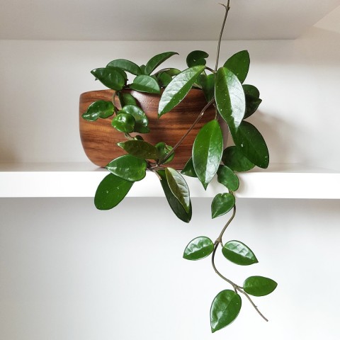 Mum Çiçeği – Hoya carnosa Askılı Saksıda