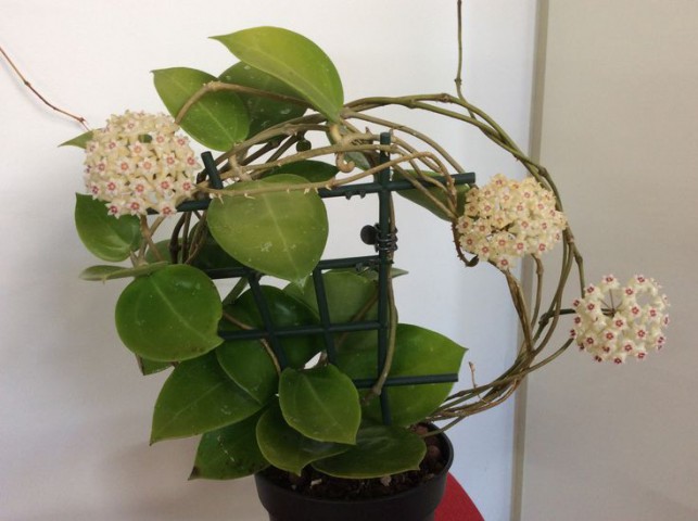 Mum Çiçeği – (Hoya carnosa) - Askılı Saksıda