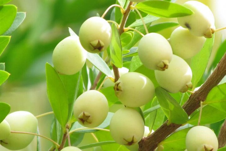 Murt Ağacı Myrtus Communis