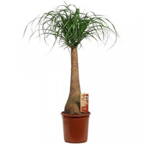 Nolina – Fil Ayağı 40-60 cm