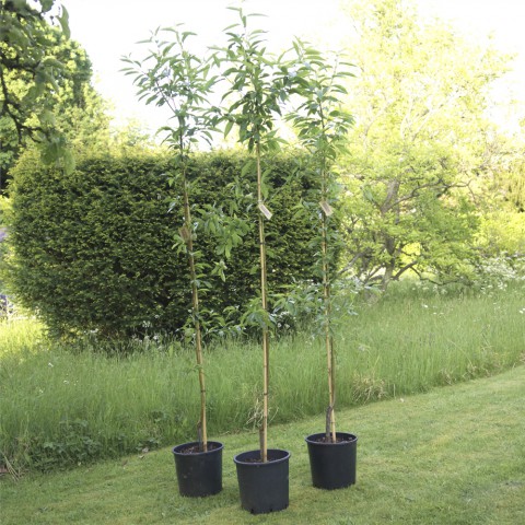 Nonpareil Badem Fidanı 3 Yaş Tüplü ve Aşılı 3 Adet