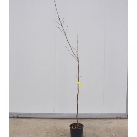 Nonpareil Badem Fidanı 3 Yaş Tüplü ve Aşılı 3 Adet