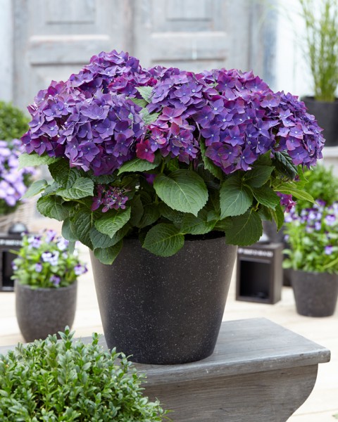 Ortanca – Hydrangea Macrophylla 20-40cm -Mor