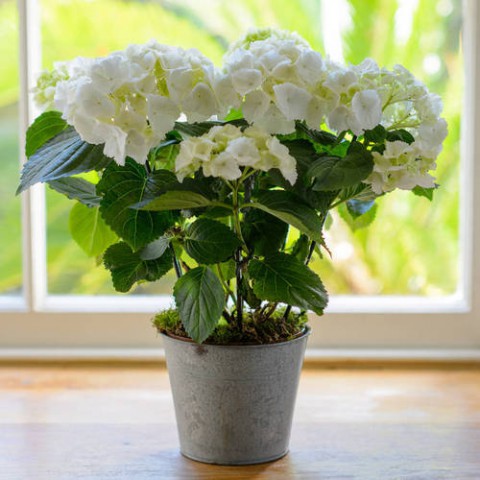 Ortanca – Hydrangea Macrophylla 20-40cm - Beyaz