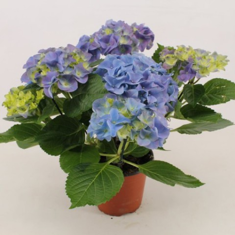 Ortanca – Hydrangea Macrophylla 20- 40cm -Mavi