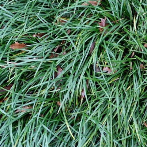 Osmanlı Çimi - Ophiopogon Japonicus - 50 Adet