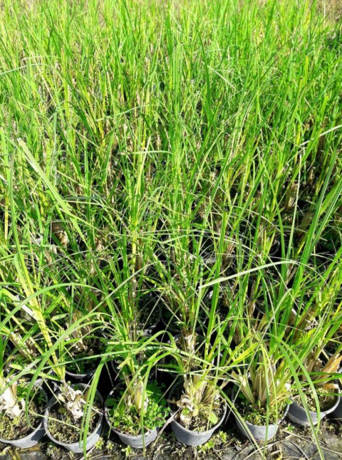 Pampas Otu - Saz Püskülü Çiçeği 5 Adet