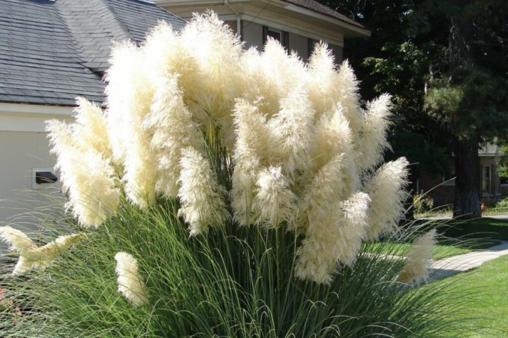 Pampas Otu - Saz Püskülü Çiçeği