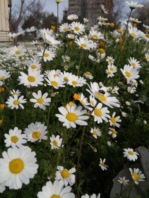 Papatya Çiçeği - Chamomillae Romanae 90 Adet