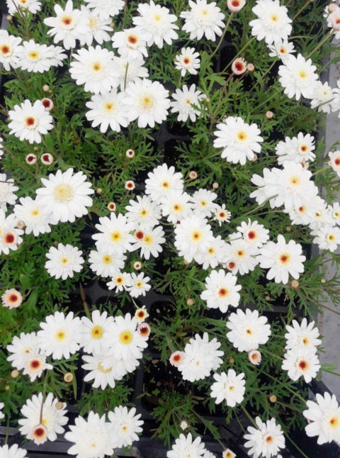 Papatya Çiçeği - Chamomillae Romanae 90 Adet