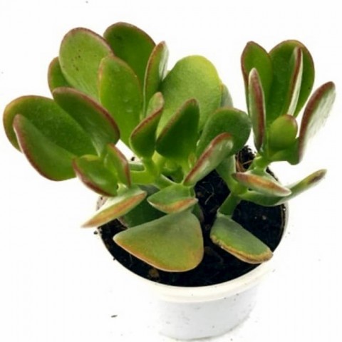 Para Çiçeği – Crassula Ovata  10 Adet
