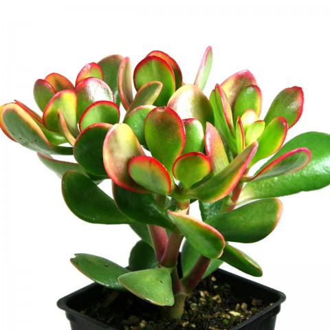 Para Çiçeği – Crassula Ovata  5 Adet