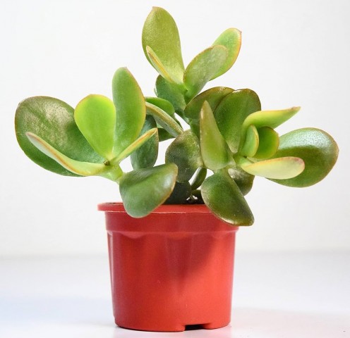 Para Çiçeği – Crassula Ovata  5 Adet