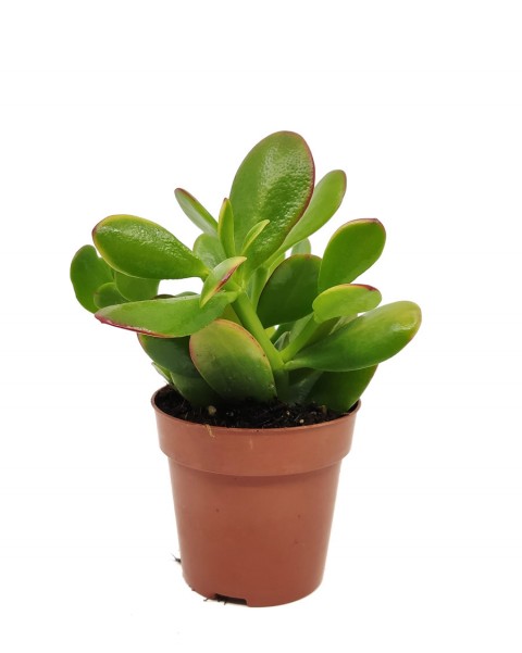 Para Çiçeği – Crassula Ovata  50 Adet