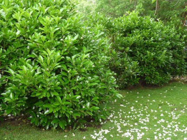 Parlak Yapraklı Kartopu Fidesi - Viburnum Lucidum 10 Adet