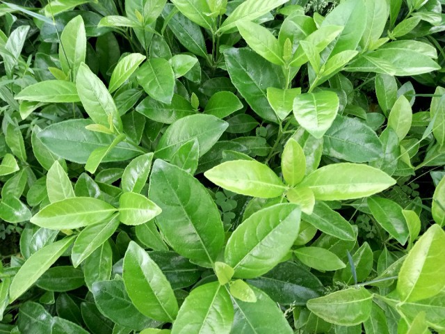 Parlak Yapraklı Kartopu – Viburnum Lucidum 100 cm Çit Bitkisi