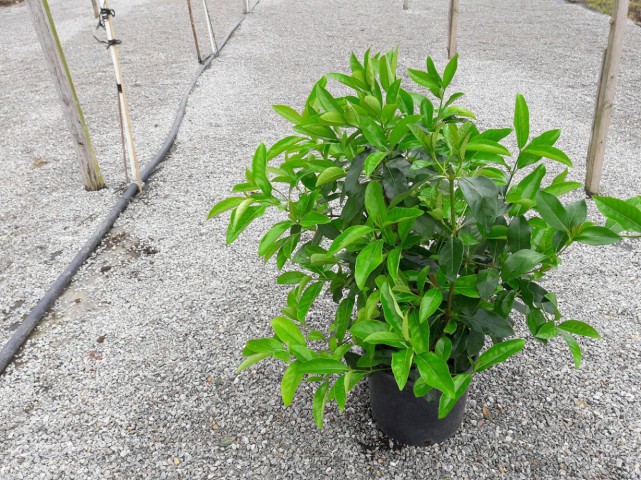 Parlak Yapraklı Kartopu – Viburnum Lucidum 100 cm Çit Bitkisi