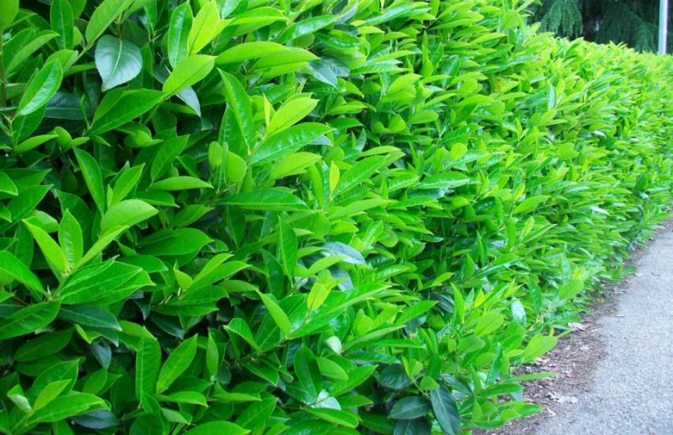 Parlak Yapraklı Kartopu – Viburnum Lucidum 30-40 cm Çit Bitkisi 5 Adet