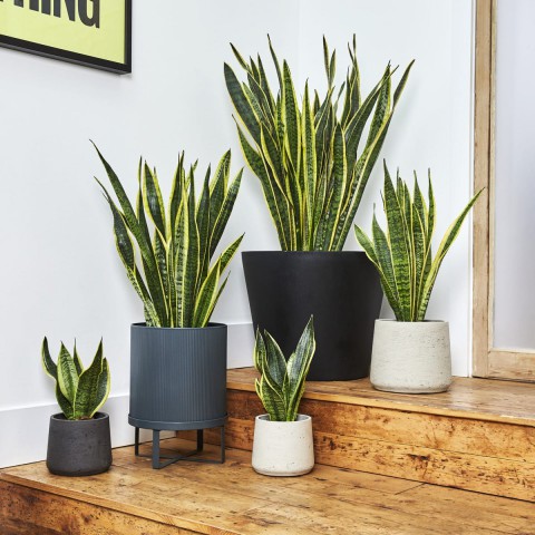 Paşa Kılıcı - Peygamber Kılıcı  (Sansaveria trifasciata) 20-30 cm