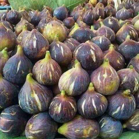 Patlıcan ( Siyah Orak) İncir Fidanı Tüplü 2 Adet