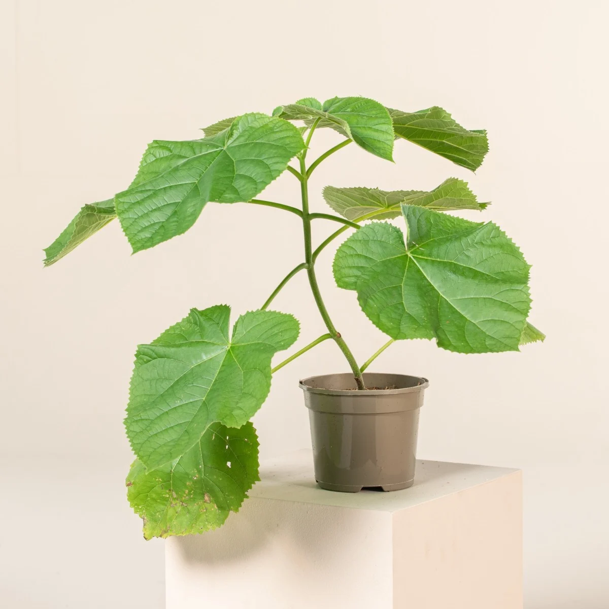 Pavlonya Fidanı Paulownia Tementosa 30-50 cm 5 Adet