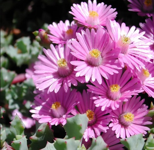 Pembe Buz Çiçeği Oscularia Deltoides 135 Adet