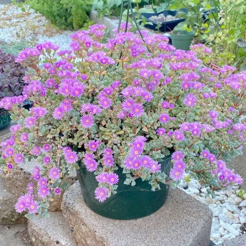 Pembe Buz Çiçeği Oscularia Deltoides 135 Adet