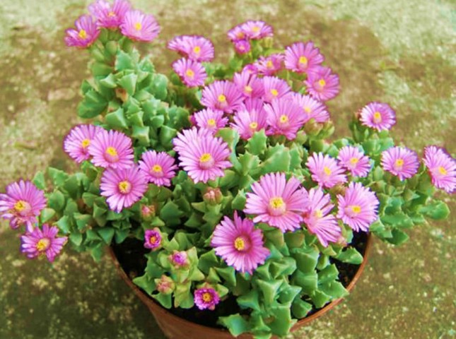 Pembe Buz Çiçeği Oscularia Deltoides 135 Adet