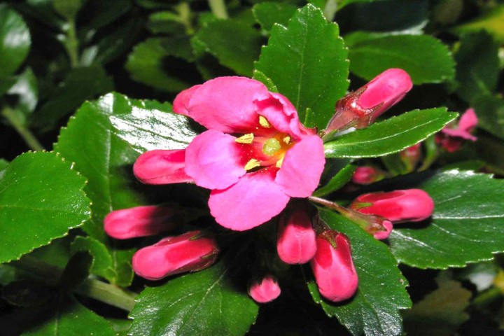 Eskolonya  Pembe Çiçekli - Escallonia Cardinallis 3 Adet