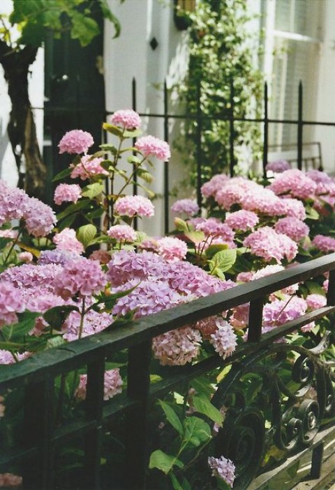 Pembe Ortanca - Yerli Fidan 20-30 cm 3 Adet