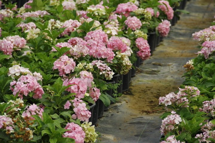 Pembe Ortanca - Yerli Fidan 20-30 cm 3 Adet