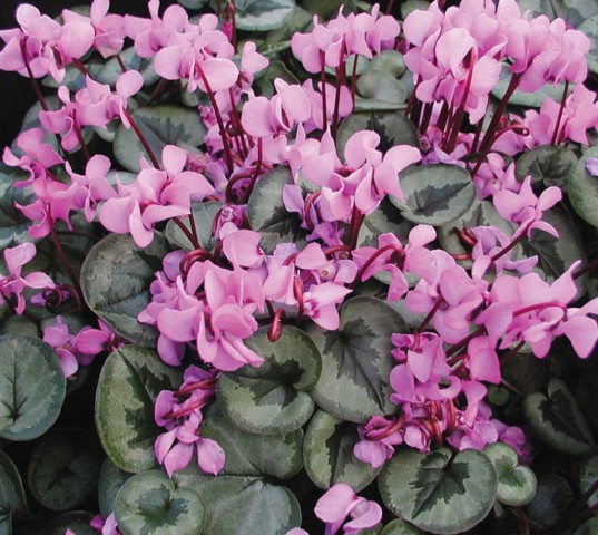 Pembe Sıklamen Çiçeği