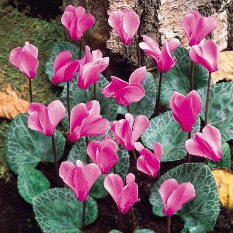Pembe Sıklamen Çiçeği