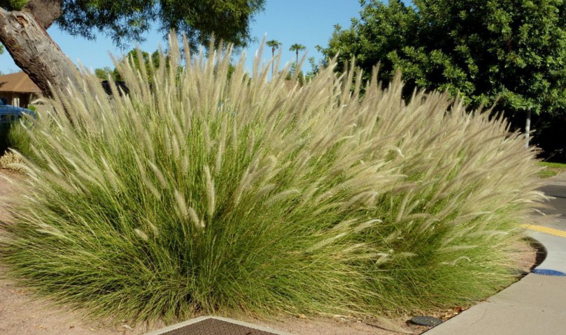 Pennisetum Çalısı 3'lü Set