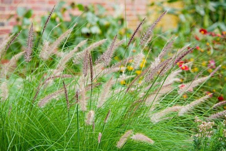 Pennisetum Çalısı 3'lü Set