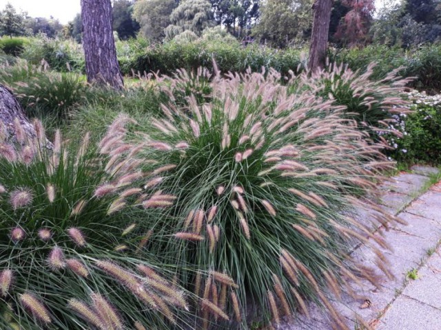 Pennisetum Çalısı 3'lü Set