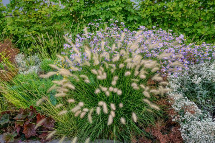 Pennisetum Çalısı 3'lü Set
