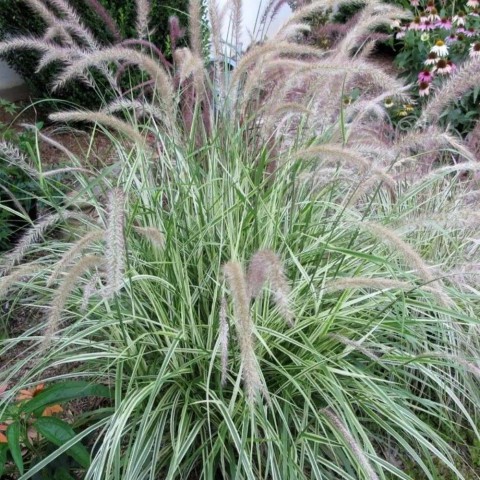 Pennisetum Çalısı 5'li Set