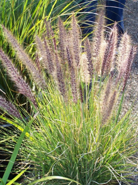Pennisetum Çalısı 3'lü Set