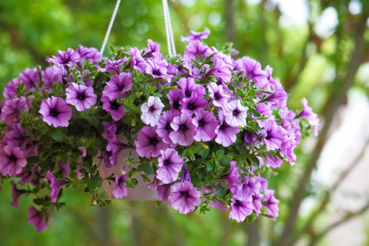 Petunya – Kahkaha Çiçeği (Askılı Saksıda)