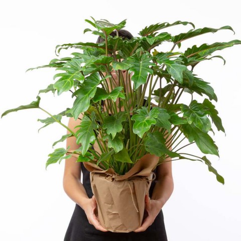 Philodendron xanadu