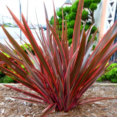 Phormıum Tenax  Atropurpureum Kırmızı Yeni Zelanda Keteni