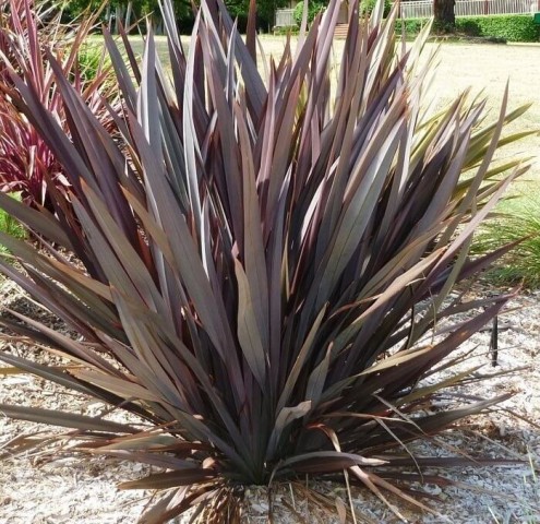 Phormıum Tenax  Atropurpureum Kırmızı Yeni Zelanda Keteni