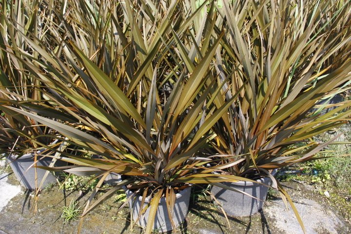 Phormıum Tenax  Atropurpureum Kırmızı Yeni Zelanda Keteni