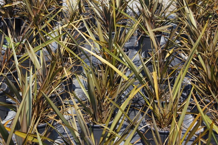 Phormıum Tenax  Atropurpureum Kırmızı Yeni Zelanda Keteni