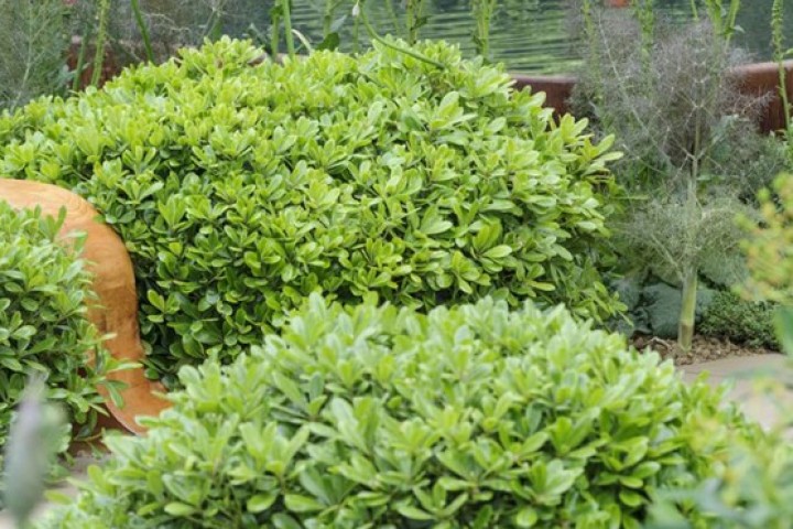 Pittosporum Çalısı 10 Adet
