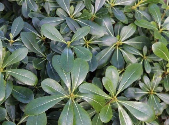 Pittosporum Çalısı 3 Adet