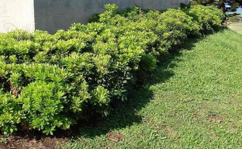 Pittosporum Çalısı 3 Adet